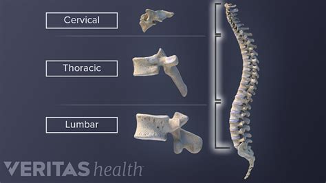 Vertebrae In The Vertebral Column