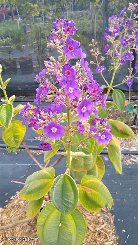 Pleroma Heteromallum Tibouchina Multiflora Tibouchina Grandifolia