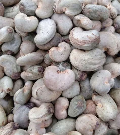 Cashew Nuts Kaju In Bengaluru Latest Price Mandi Rates From