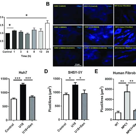 Genistein Induces Autophagy Markers In Npc Patient Fibroblasts The