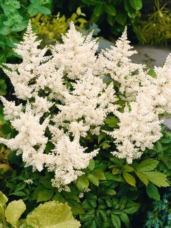 Tawu Ka Astilbe Japonica Deutschland Cebule I K Cza Wiosenne