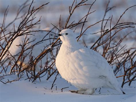 What is the State Bird of Alaska? (And Why?) | Birdfact