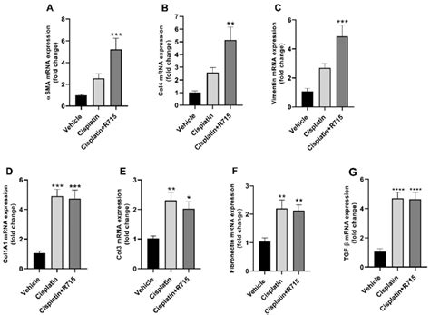 Multiple Cisplatin Treatment Increases Renal Fibrosis Markers Kidney