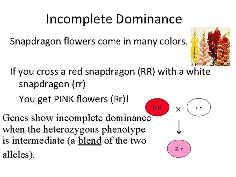 Beyond Mendelian Genetics Incomplete Dominance Mendel Was Lucky