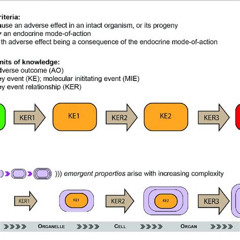 Identifying Endocrine Disrupting Chemicals Edcs Using The Adverse Download Scientific