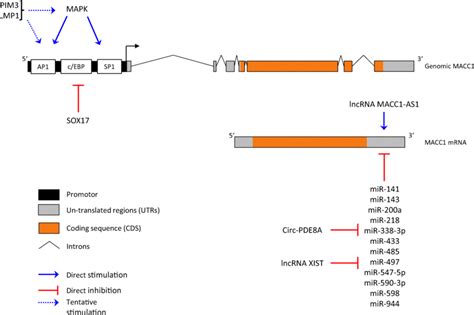 Schematic Representation Of Macc1 Regulation Macc1 Expression Is