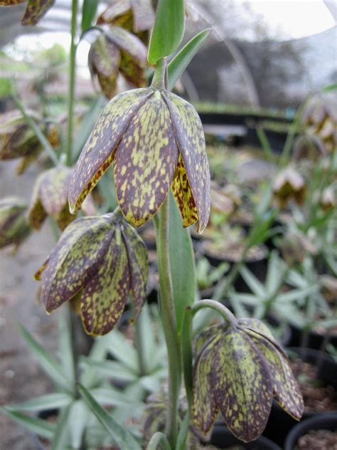 Fritillaria - 31 Gardening Tips - Green Packs