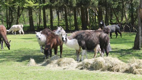 Kreiswerke Main Kinzig