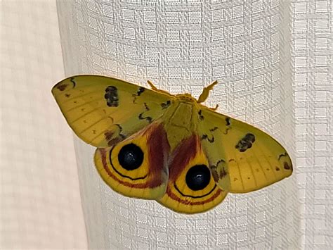 automeris io moth : r/Entomology