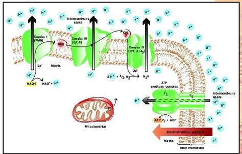 Oxidative Phosphorylation Pathway