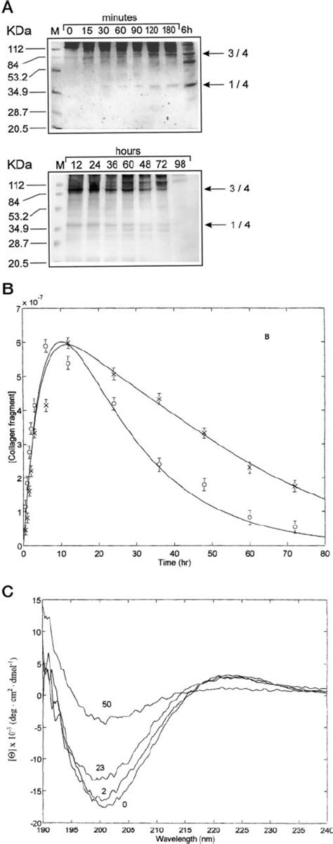 A Shows The Electrophoretic Pattern Of The Bovine Collagen I