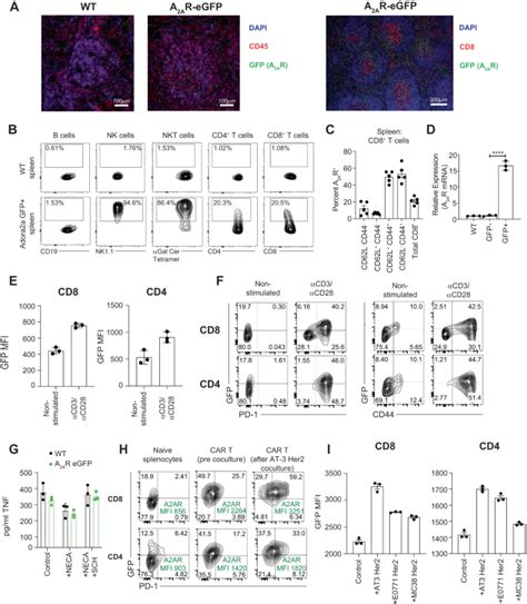 A Ar Egfp Reporter Mouse Enables Elucidation Of A Ar Expression