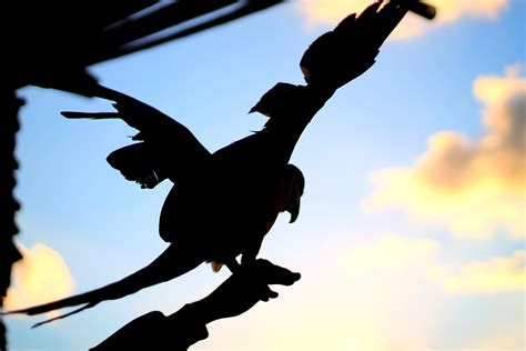 Free Images Nature Silhouette Wing Sky Sunlight Fly Wings