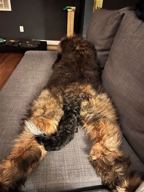 The Many Strange Sleeping Places And Positions Of Timber Rbernedoodles