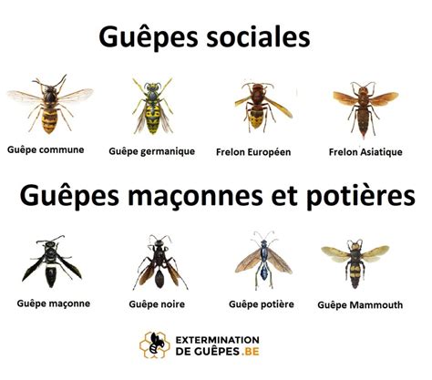 Guêpes maçonnes que faire si vous en avez chez vous EDG