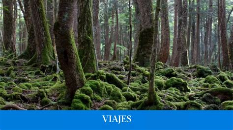 Un Lugar Idílico Pero Terrorífico Así Es Uno De Los Bosques Más