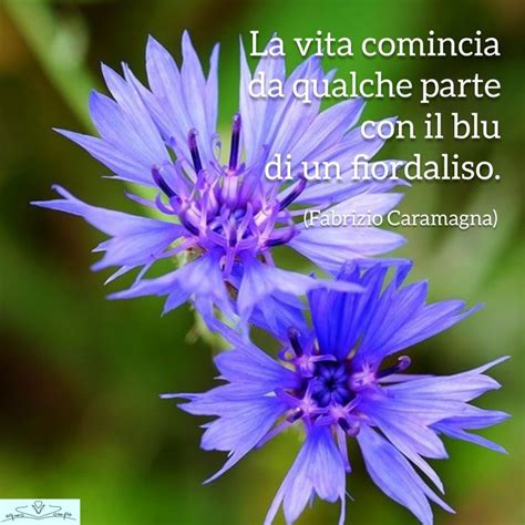 Fiori Di Campo Frase Sul Fiordaliso Di Fabrizio Caramagna Fiori Di