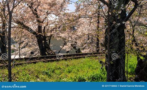 Japanese Kyoto Local Train Traveling On Rail Tracks With Flourishing