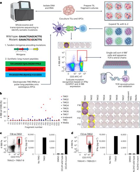 Adoptive Transfer Of Personalized Neoantigen Reactive Tcr Transduced T