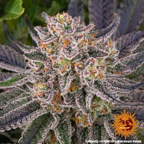 Runtz Strain Seeds | BARNEYS FARM USA