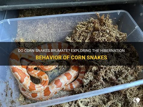 Do Corn Snakes Brumate Exploring The Hibernation Behavior Of Corn