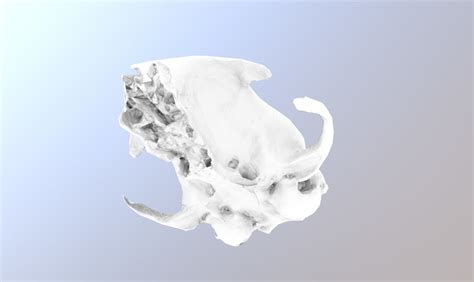 3d Model Photorealistic Scanned Small Skull Of Rodent Vr Ar Low