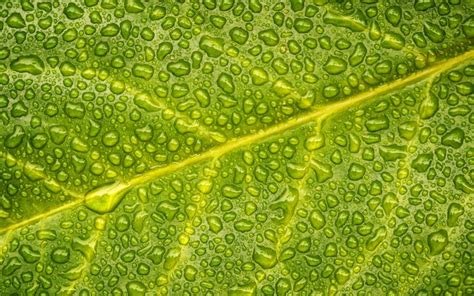 Descargar fondos de pantalla de hoja verde, las gotas de agua, hoja ...