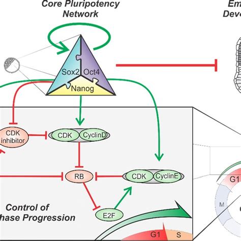 Proposed Model Of Interdependence Of The Pluripotency Network And The