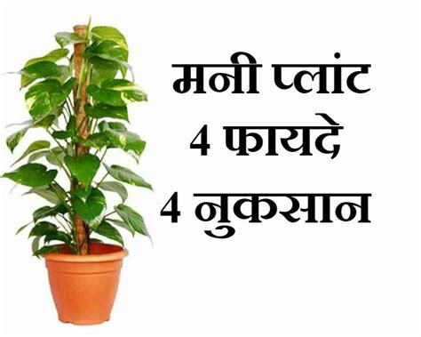 Money Plant Kis Disha Mein Lagana Chahiye Andre