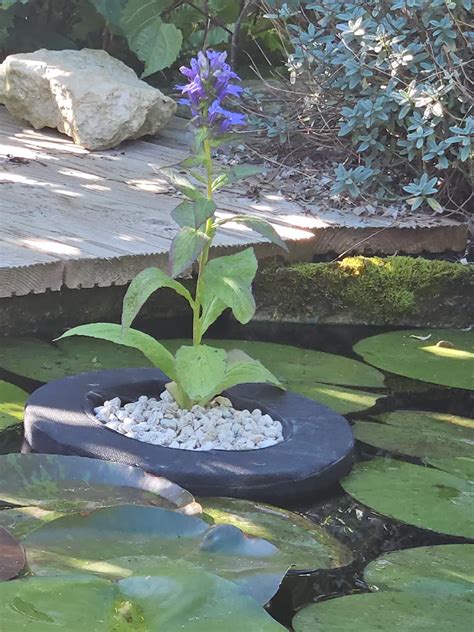 Panier Flottant Rond 25 Cm Le Jardin D Eaurus