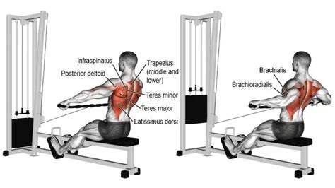 Wide Grip Cable Row Muscles Worked How To Do And Form