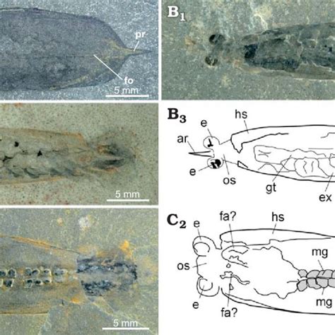 Bivalved Arthropod Isoxys Acutangulus Walcott Burgess Shale