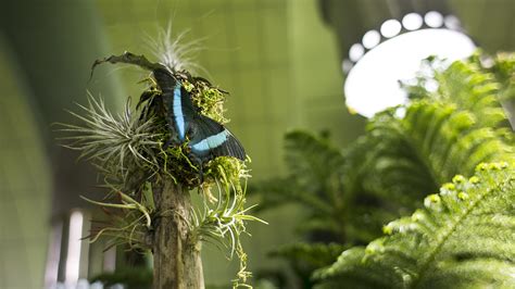 See Gorgeous Photos Of Amnhs Newly Reopened Butterfly Conservatory