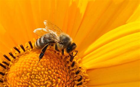 10 fleurs mellifères pour attirer les abeilles et d autres pollinisateurs