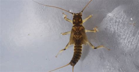 Identification of Stonefly Larvae - Upcoming events related to Buglife