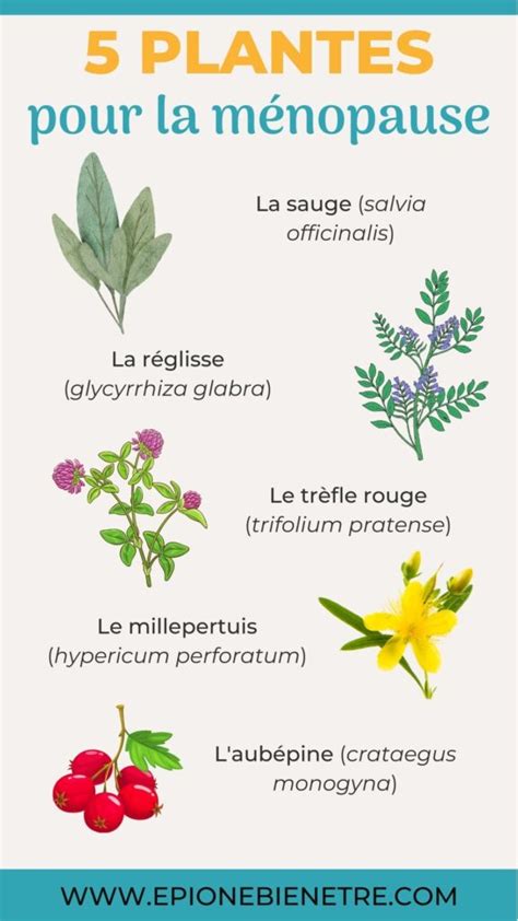 Les plantes médicinales de la femme Epione Bien être