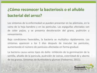 La Bacteriosis En El Arroz PPT