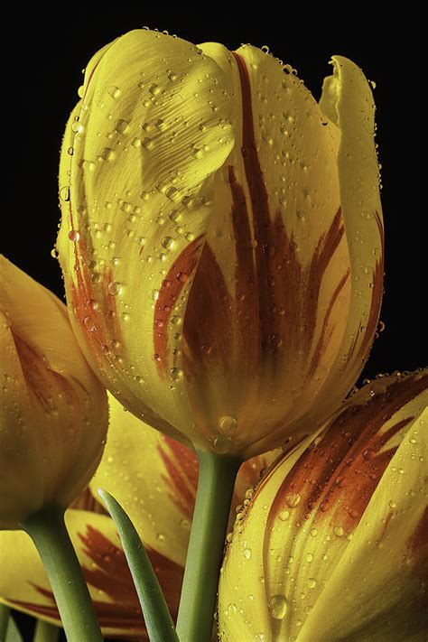 Graphic Tulip Photograph By Garry Gay Fine Art America