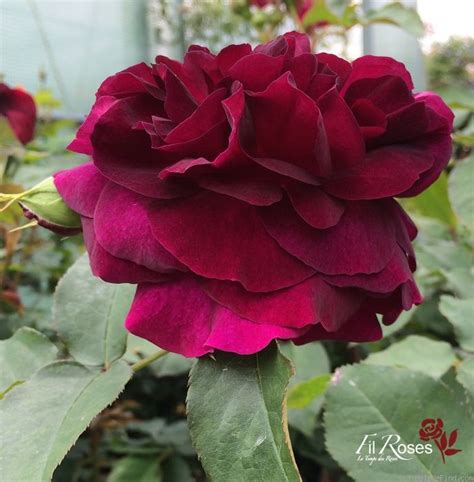 Dark Desire Hybrid Tea Hybrid Tea Roses Rose Flowers