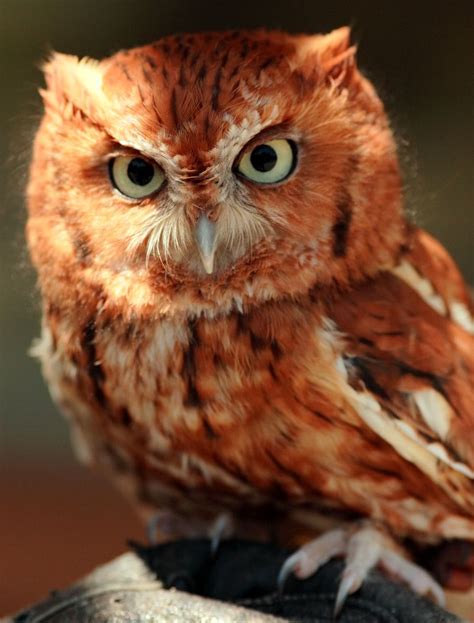 Flickrp2k2edj Red Phase Eastern Screech Owl Being Held