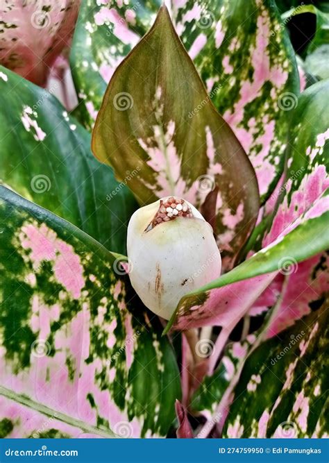 Flores De La Planta Ornamental Aglaonema Foto De Archivo Imagen De