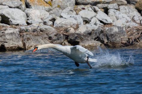 Mute Swan Cygnus Olor Taking Off From Water Surface Stock Photo Image