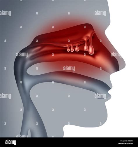 Nasal Cavity Hi Res Stock Photography And Images Alamy