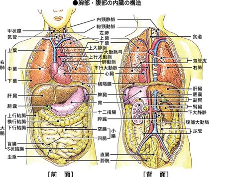 からだの仕組み 人体の構造 元気の日記