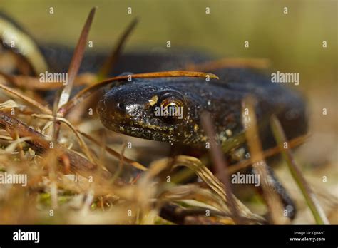 Great Crested Newt Triturus Cristatus Stock Photo Alamy