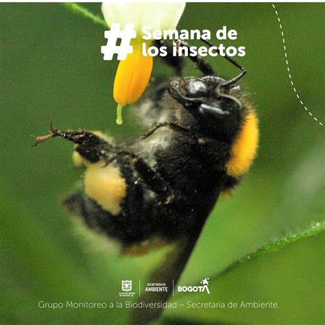 Secretaría De Ambiente On Twitter ¿sabías Que El Orden Hymenoptera