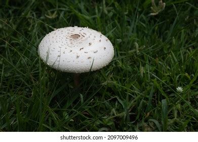 730 Mushroom Turf Images Stock Photos Vectors Shutterstock