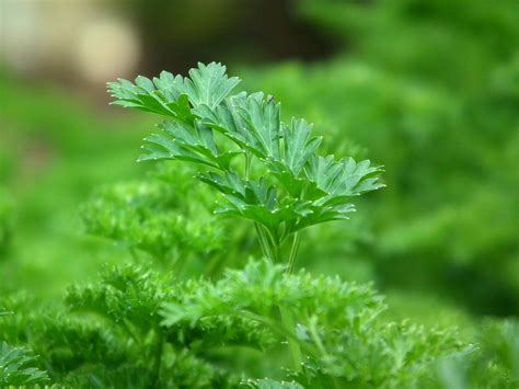 Medicinal Plants Parsley