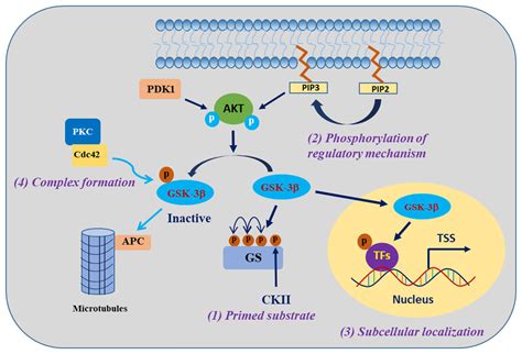 New Insights Into The Role Of Gsk 3β In The Brain From