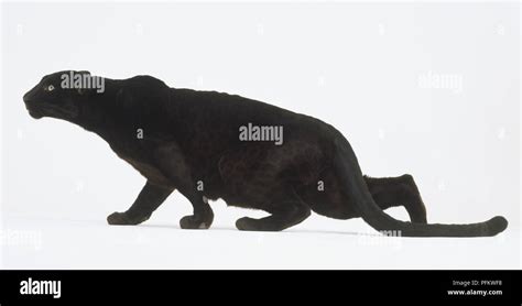 Black Panther Panthera Pardus Stalking Side View Stock Photo Alamy